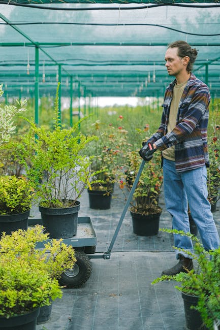 A man with long hair tied back, wearing a plaid shirt, beige t-shirt, and blue jeans, is pushing a black hand trolley loaded with multiple potted plants, including shrubs and small trees, inside a greenhouse. The greenhouse has a green metal frame and transparent roof panels, with rows of potted plants and gardening supplies visible in the background. The man is using gloves and appears focused on handling the plants carefully during the home relocation process. This image reflects the type of ongoing packing, loading, or transport activities associated with house removals and furniture transport services offered by Man with Van Crews Hill, particularly relating to garden and outdoor items during the moving process.